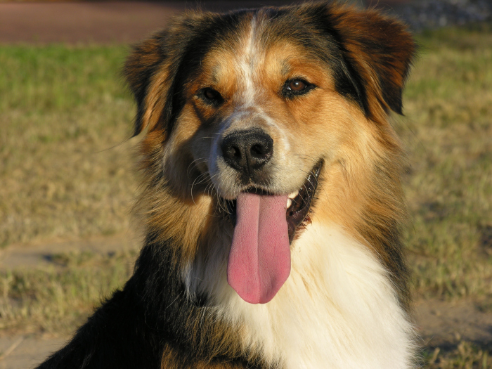 OstseeUrlaub mit Kind und Hund auf Usedom