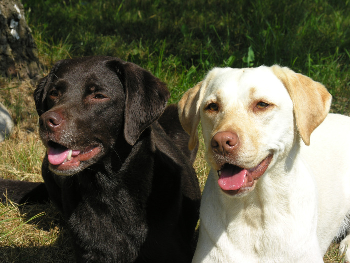 OstseeUrlaub mit Kind und Hund auf Usedom