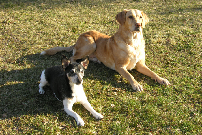 OstseeUrlaub mit Kind und Hund auf Usedom