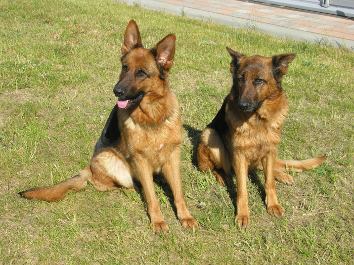 OstseeUrlaub mit Kind und Hund auf Usedom